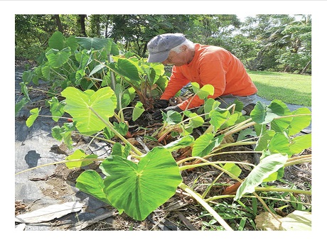 man working in native hawaiian garden