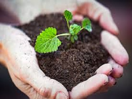 Soil and small plant in hands