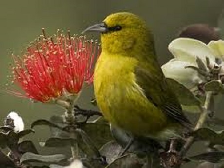 Native Hawaiian bird with Ohia blossom