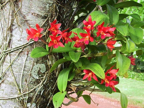 a bunch of red orchirds on a tree