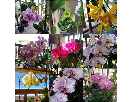 collection of orchid photos