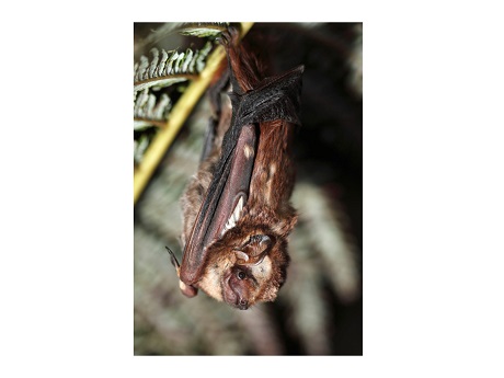 Photo of ʻŌpeʻapeʻa (Hawaiian bat) hanging upside down