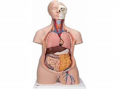 anatomy organ model