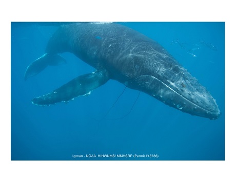 Humpback whale entangled in a net