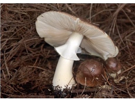 mushrooms in the dirt