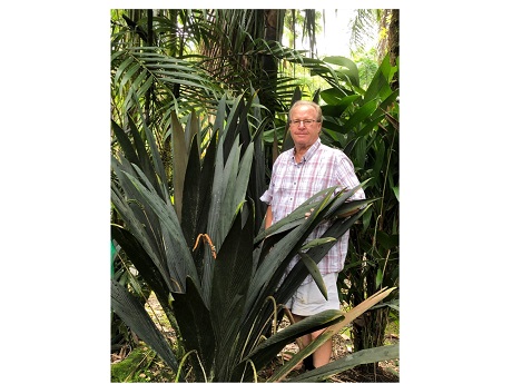 Palm tree grower Jeff Marcus