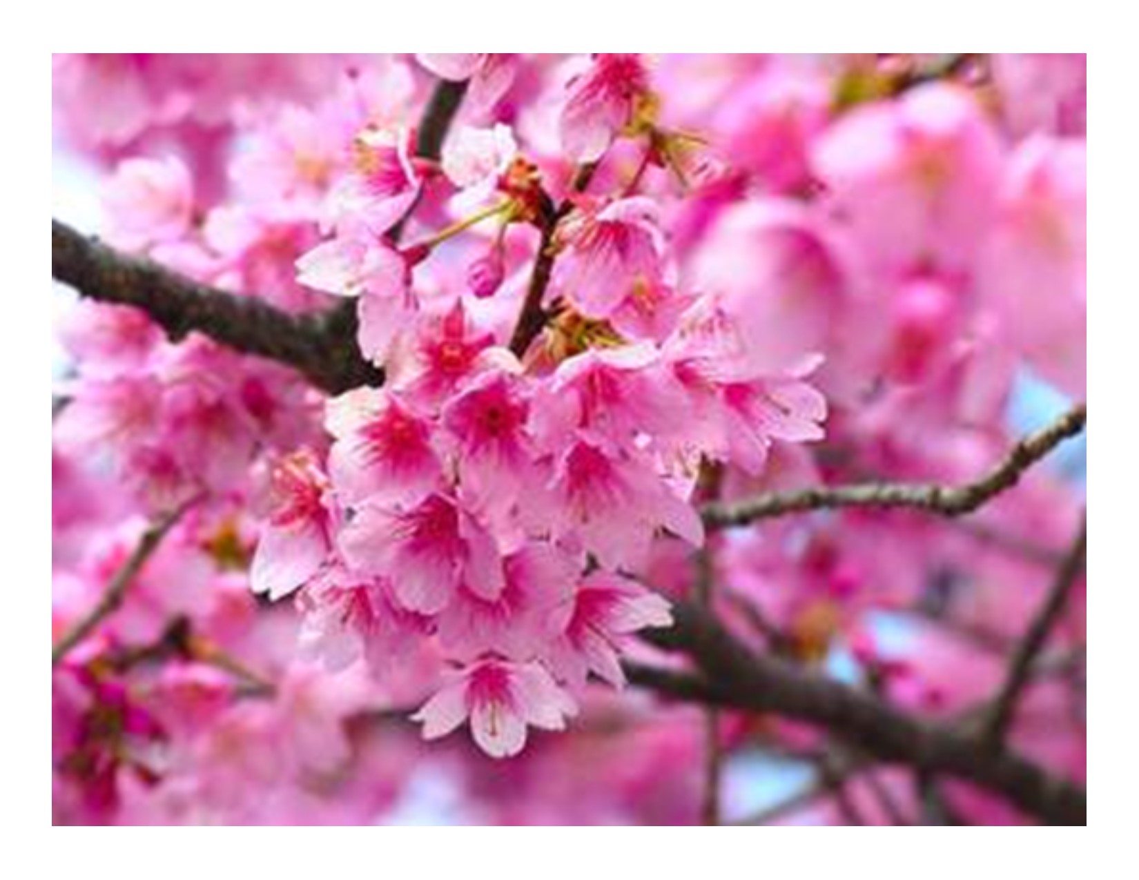 Hawaii State Public Library SystemCherry Blossom Greeting Card