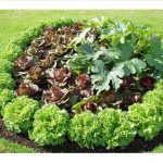 garden patch of ornamental edibles