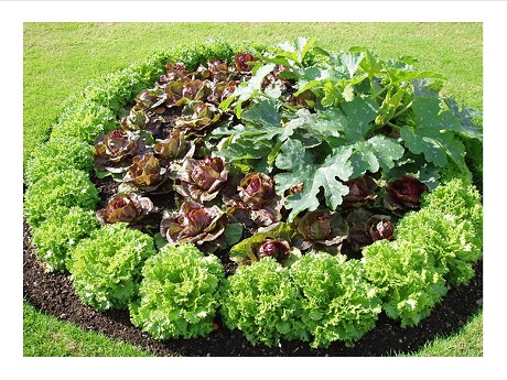 garden patch of ornamental edibles