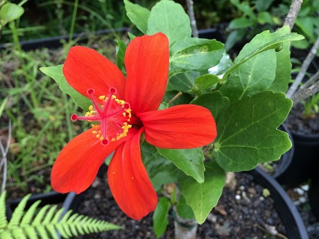 red hibiscus plant in a container
