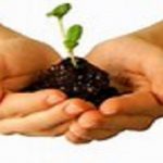 a sprouting plant held by two hands