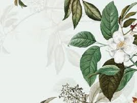 Botanical drawing of a white bloom with green leaves
