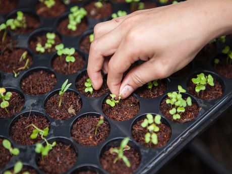 Hand caring for young plants in seed tray
