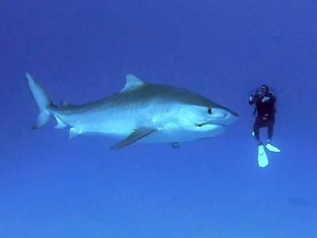 A diver swimming with a tiger shark