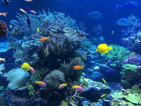 Picture of a healthy reef ecosystem