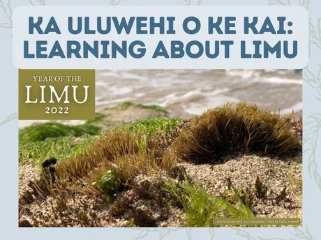 Learning about Limu