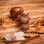 colony of little fire ants