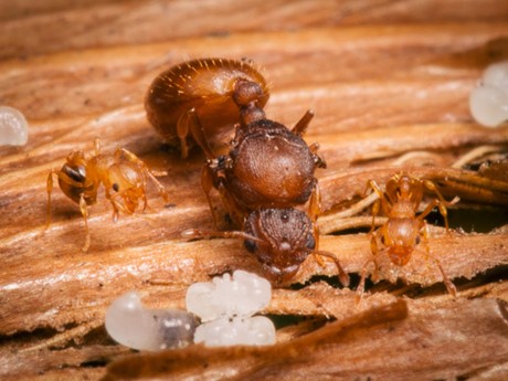 colony of little fire ants