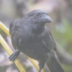 Alala, the Hawaiian crow