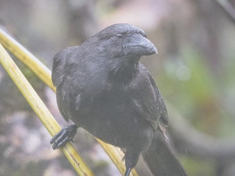 Alala, the Hawaiian crow