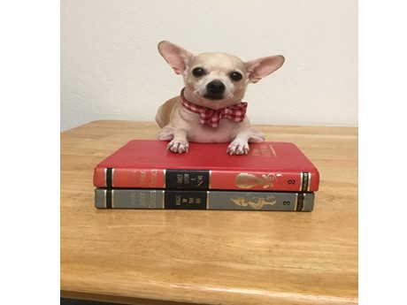 chihuahua on top of two books