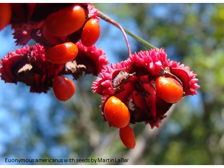 Euonymous americanus with seeds. Photo by Martin LaBar.