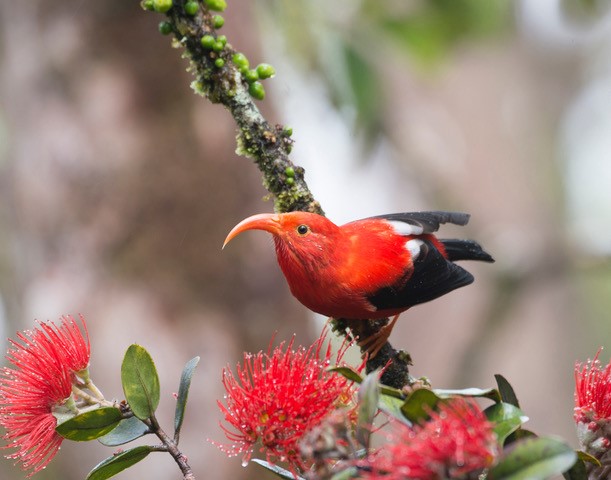 ‘I’iwi, Kaua’i forest birds, ‘ōhi’a pollinators