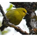 Maui ‘Alauahio or Maui “Creeper” Bird