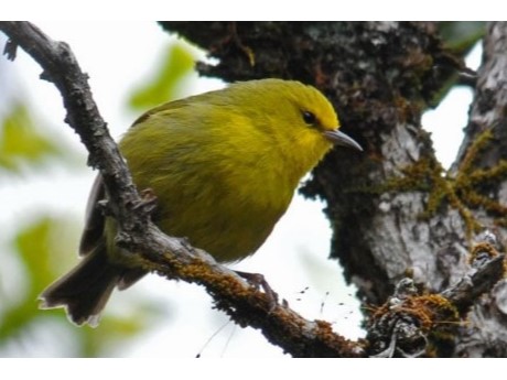 Maui ‘Alauahio or Maui “Creeper” Bird