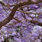 Jacaranda Tree Purple Flowers