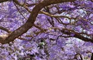 Jacaranda Tree Purple Flowers