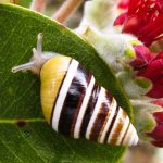 Kahuli Hawaiian land snail