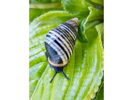 Hawaiian Tree Snail