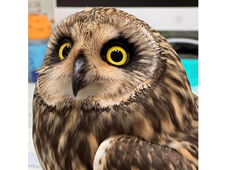 Pueo, or Hawaiian short eared owl, looking at the camera.