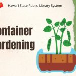 Container gardening image: leaves and step sprouting out from a water jug