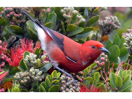 Photo of red `apapane bird, perched among the leaves and flowers, or lehua, of the `ōhi`a tree.