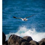 A bird flying over waves breaking on a rocky shore.