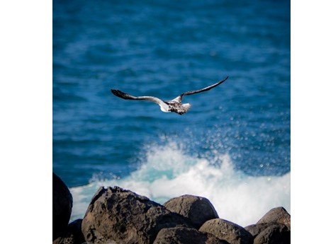 A bird flying over waves breaking on a rocky shore.