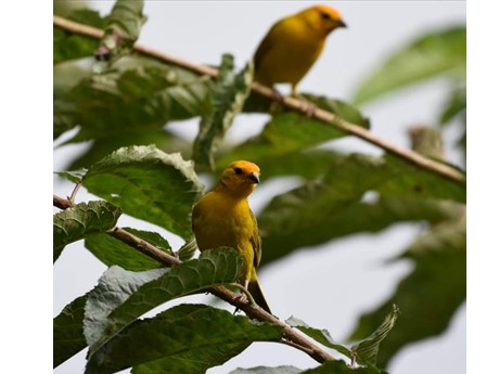 Saffron Finches sitting in a tree.