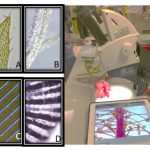 microscope, four slides under a microscope
