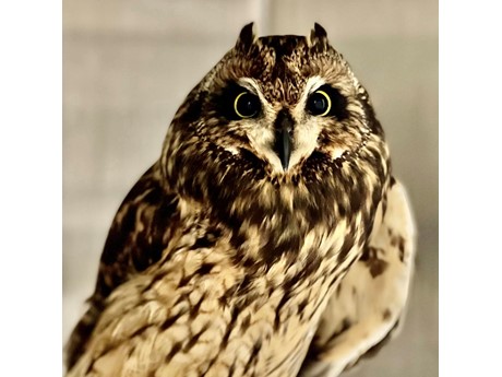 Pueo, the native Hawaiian owl