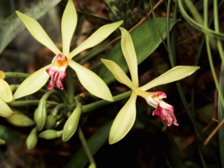 vanilla orchids in bloom