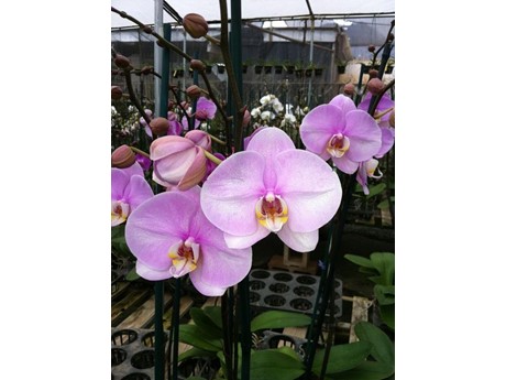 photo of purple orchids
