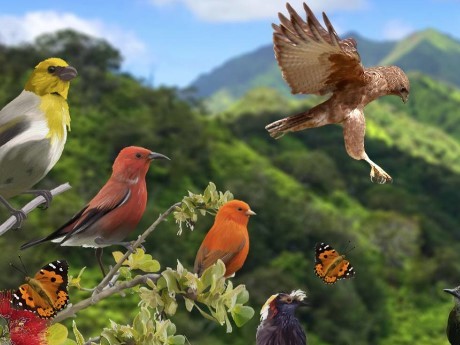 Hawaiian birds