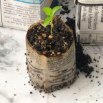 A small green seedling in a pot made from newspaper