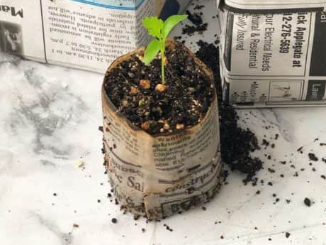 A small green seedling in a pot made from newspaper