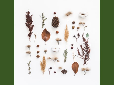 dried flowers