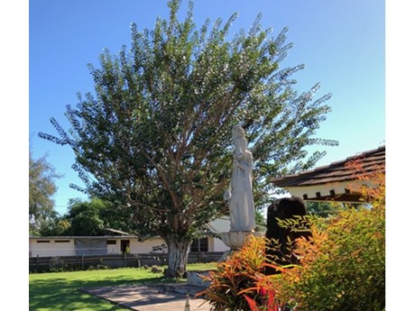 A statue in front of a large Bodhi tree