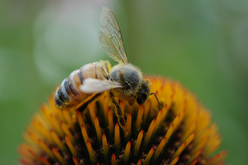Bee on flower
