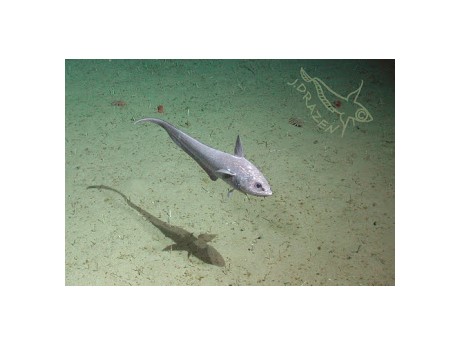 Photo of deep see fish